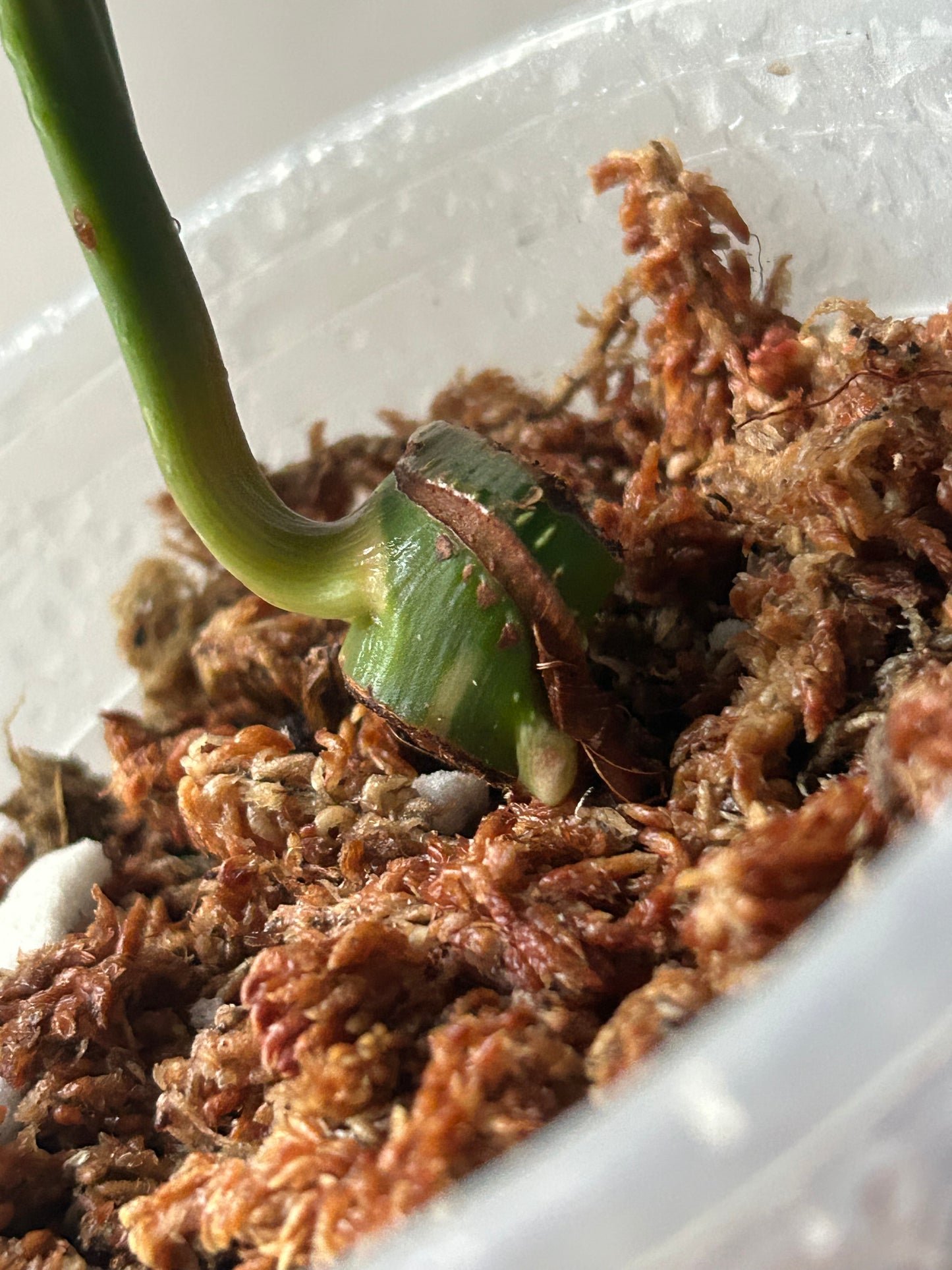 Philodendron Pastazanum Albo