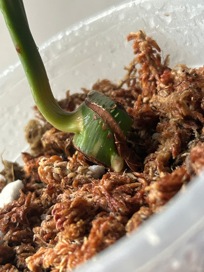 Philodendron Pastazanum Albo