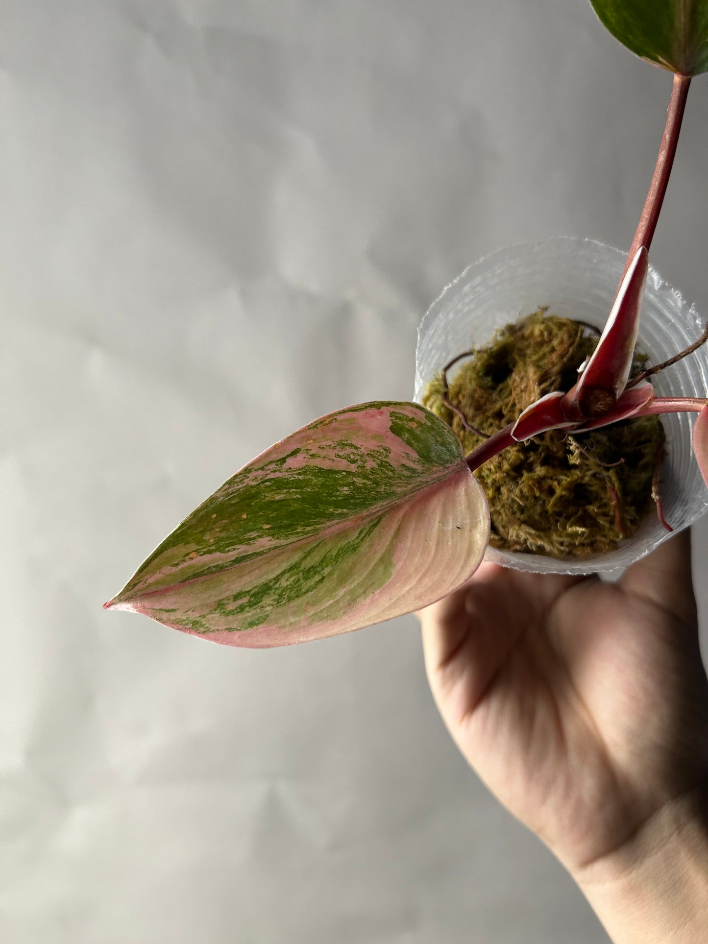 Philodendron White Knight Tricolor Bottom Cut