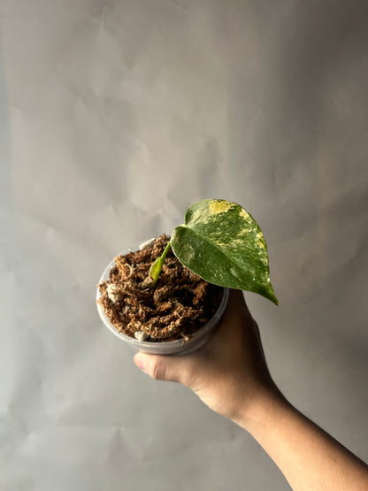 Monstera Thai Constellation “Miracle” Cutting