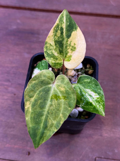 Anthurium (Papillilaminum Var x Dressleri) x (SKG Pink Lemonade x RC)