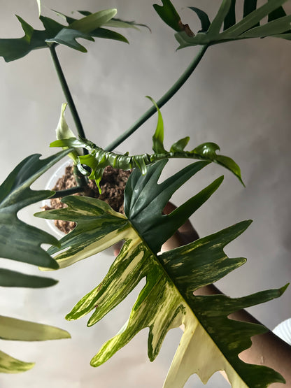 Philodendron Florida Beauty x Tortum