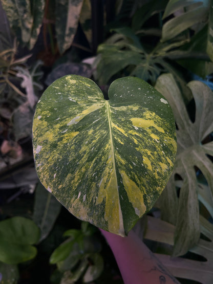 Monstera Miracle
