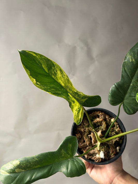 Philodendron Florida Beauty x Mayoi