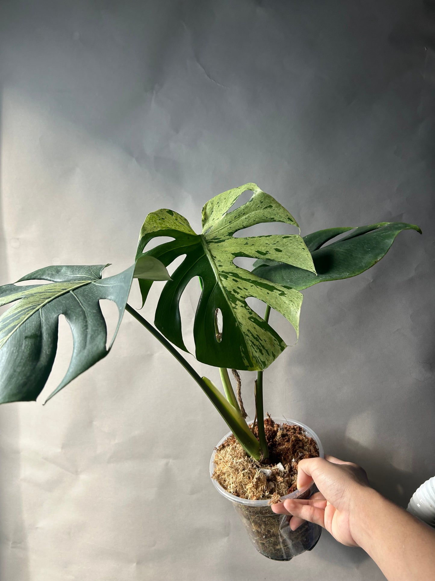 Monstera Vietciosa
