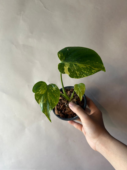 Monstera Deliciosa Electrolytes