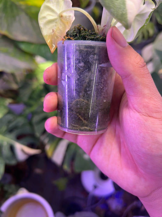 Alocasia Melo Albo (Corm Grow)