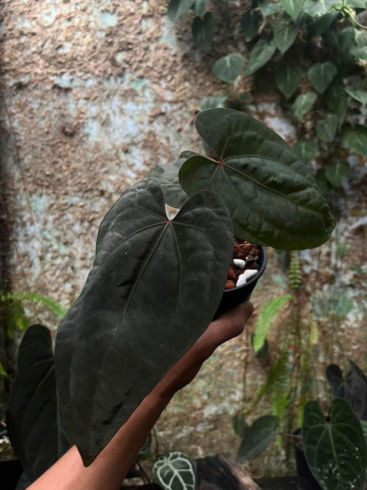 All Plant – The Realm Of Leaf