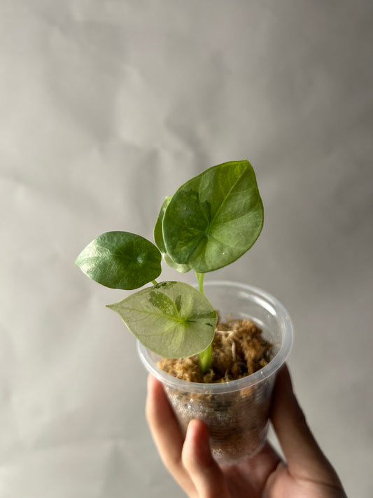 Alocasia Sinuata Albo