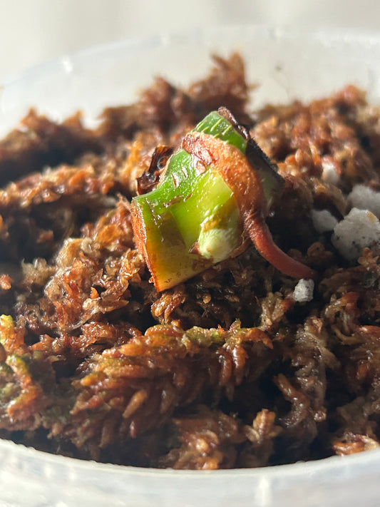 Philodendron Pastazanum Albo