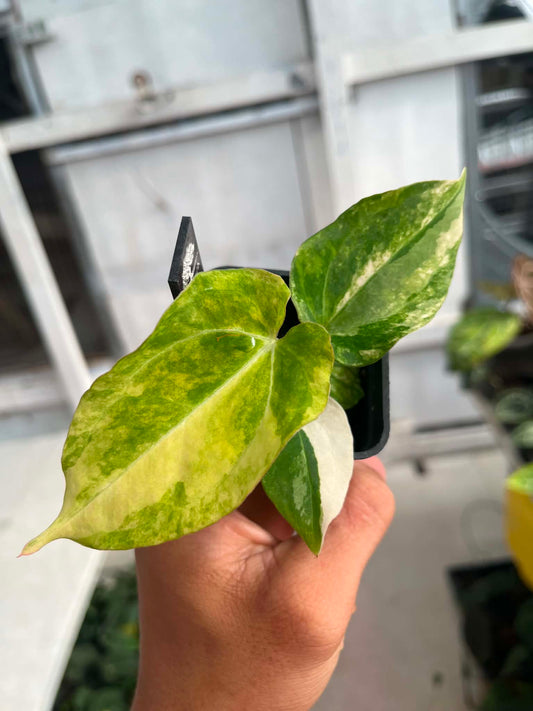 Anthu Red Magnificum Var x Anthu ( Pap Var x Guna Yala ) by Han Kirok