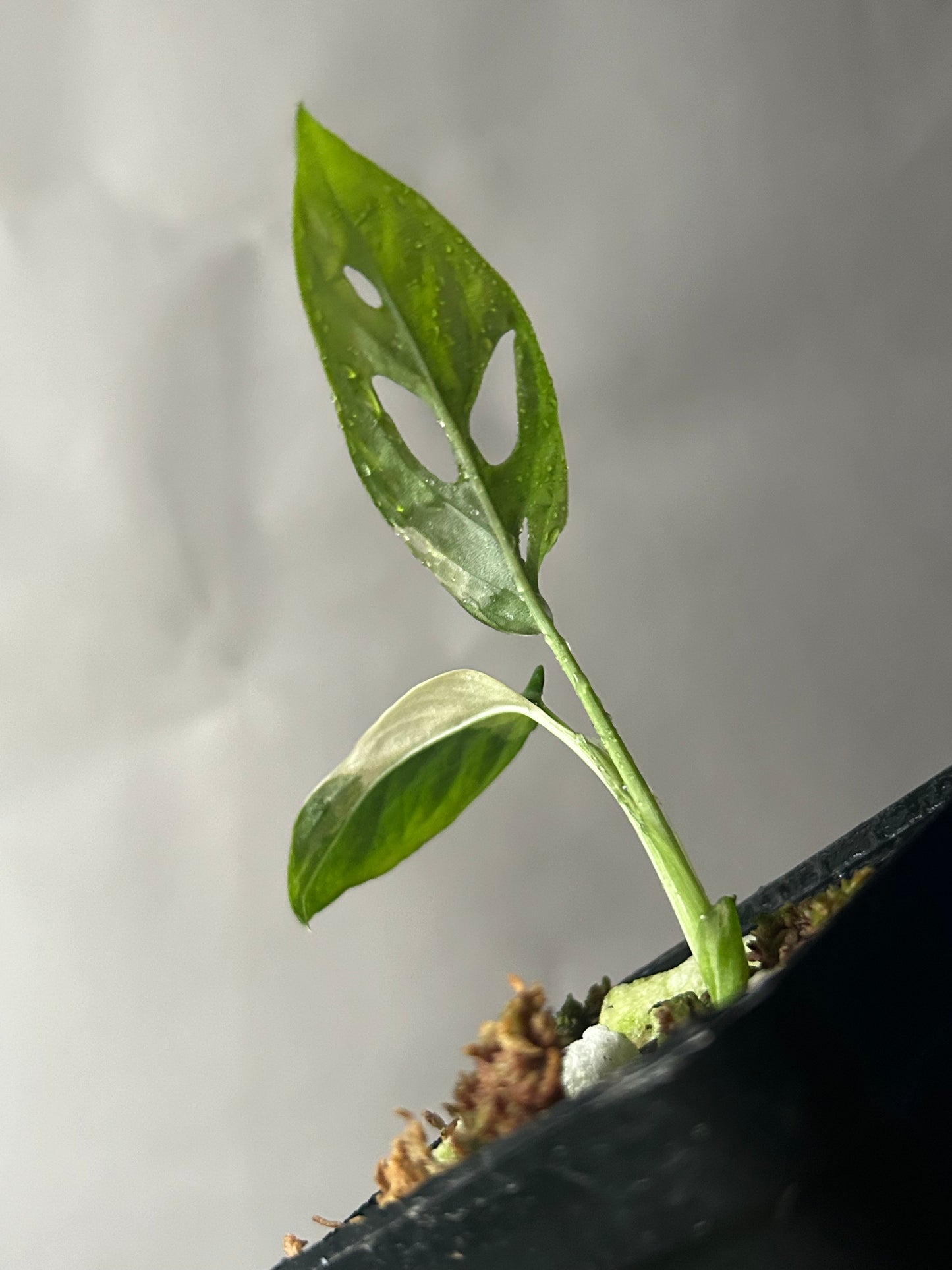 Monstera Adansonii Tricolor