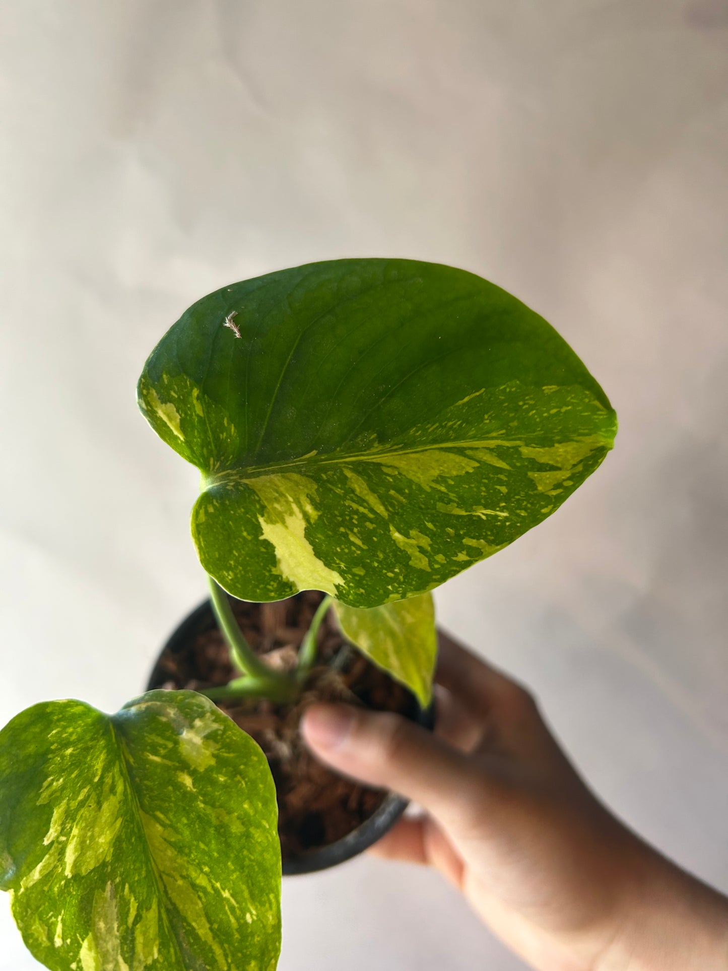 Monstera Deliciosa Electrolytes