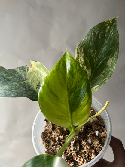 Philodendron White Wizard Tricolor (Aurea)