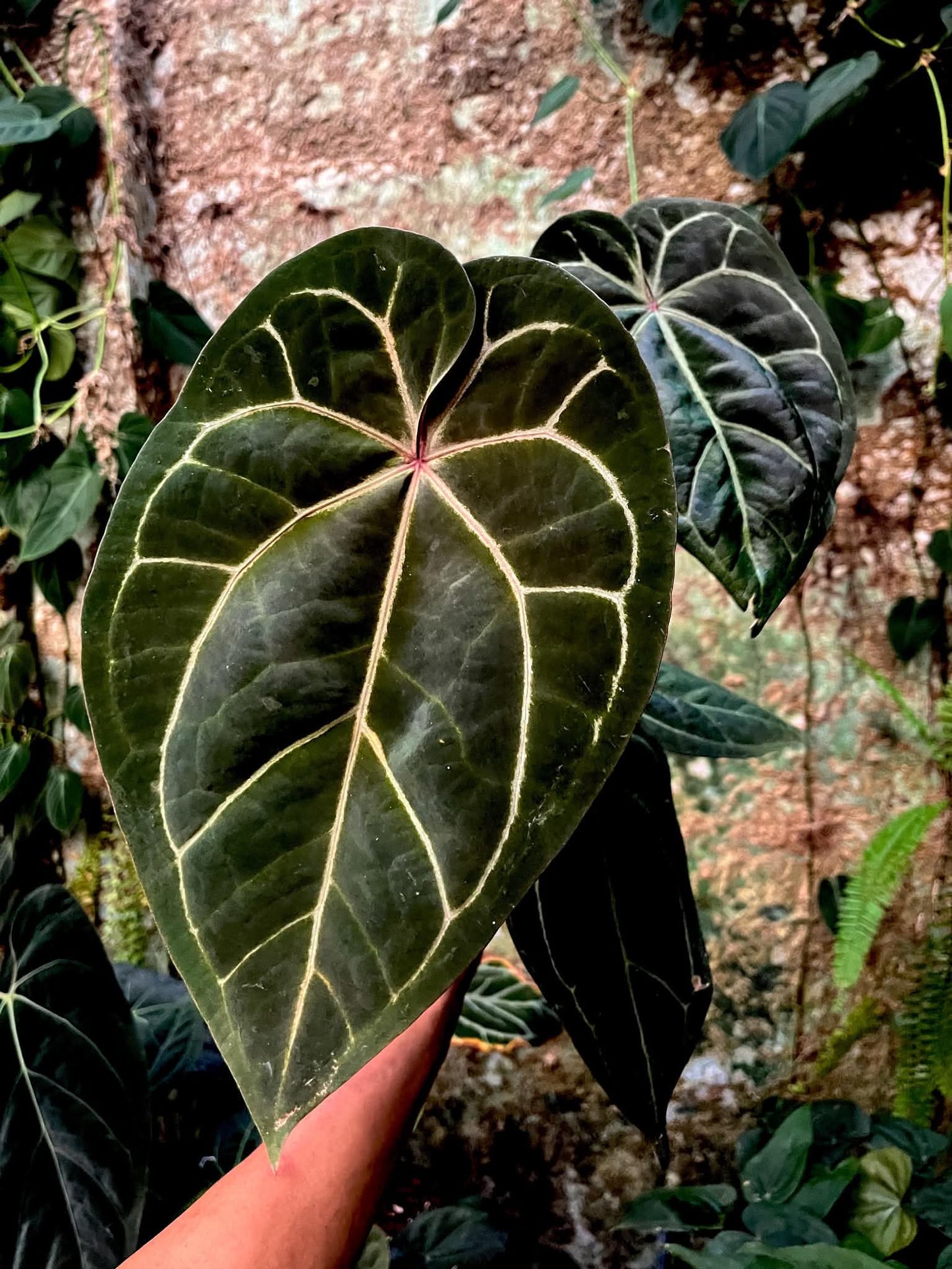 Anthurium Dreamweaver S1 x AOS by Han Kirok