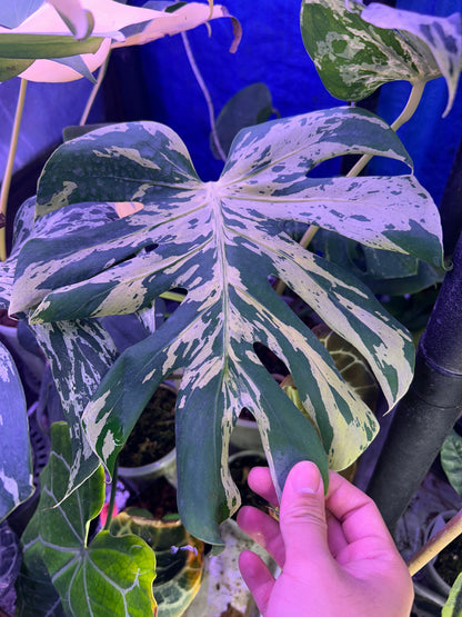 Monstera Bulbasaur XXL (5 Leafs)