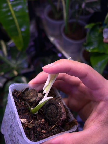 Monstera Deliciosa Albo (Large Form)
