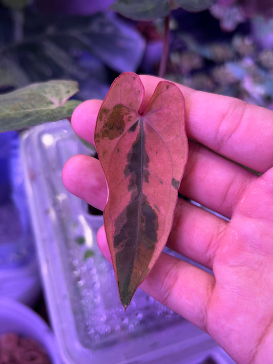 Variegated Anthurium ( Crystallium x Michelle) x ( BVEP x RLFS)