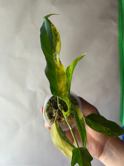 Philodendron Flobe x Tortum