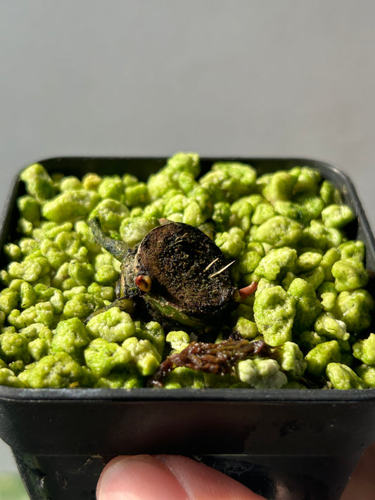 Anthurium Blood Moon (AUS Clone) Chunk with 2 growth