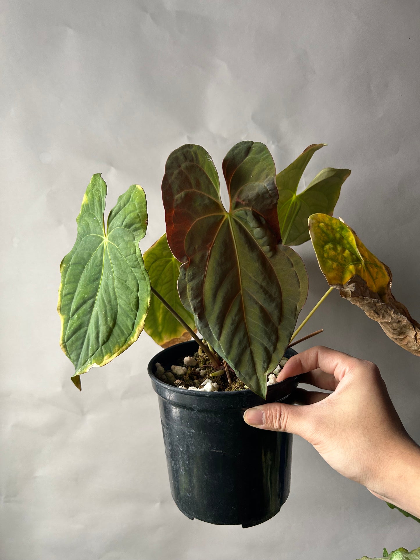 Anthurium RVDP x Papi