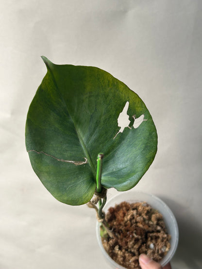 Monstera Deliciosa Green on Green ( Large Form )