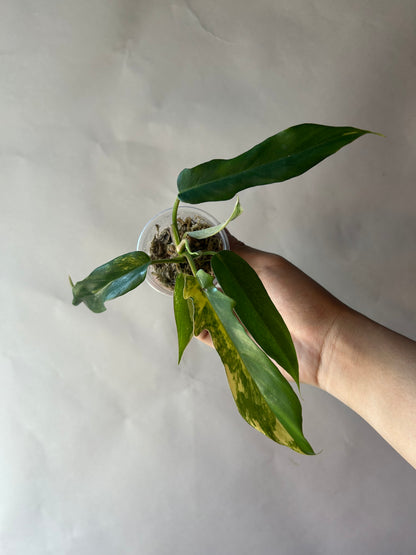 Philodendron Flobe x Tortum