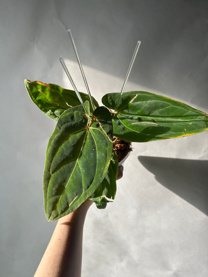 Anthurium RVDP x Ree