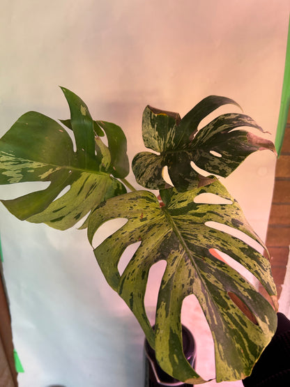 Monstera Vietciosa