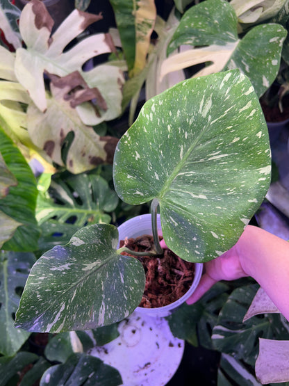 Monstera Medusa