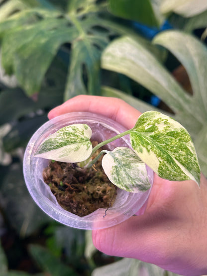 Monstera Legacy