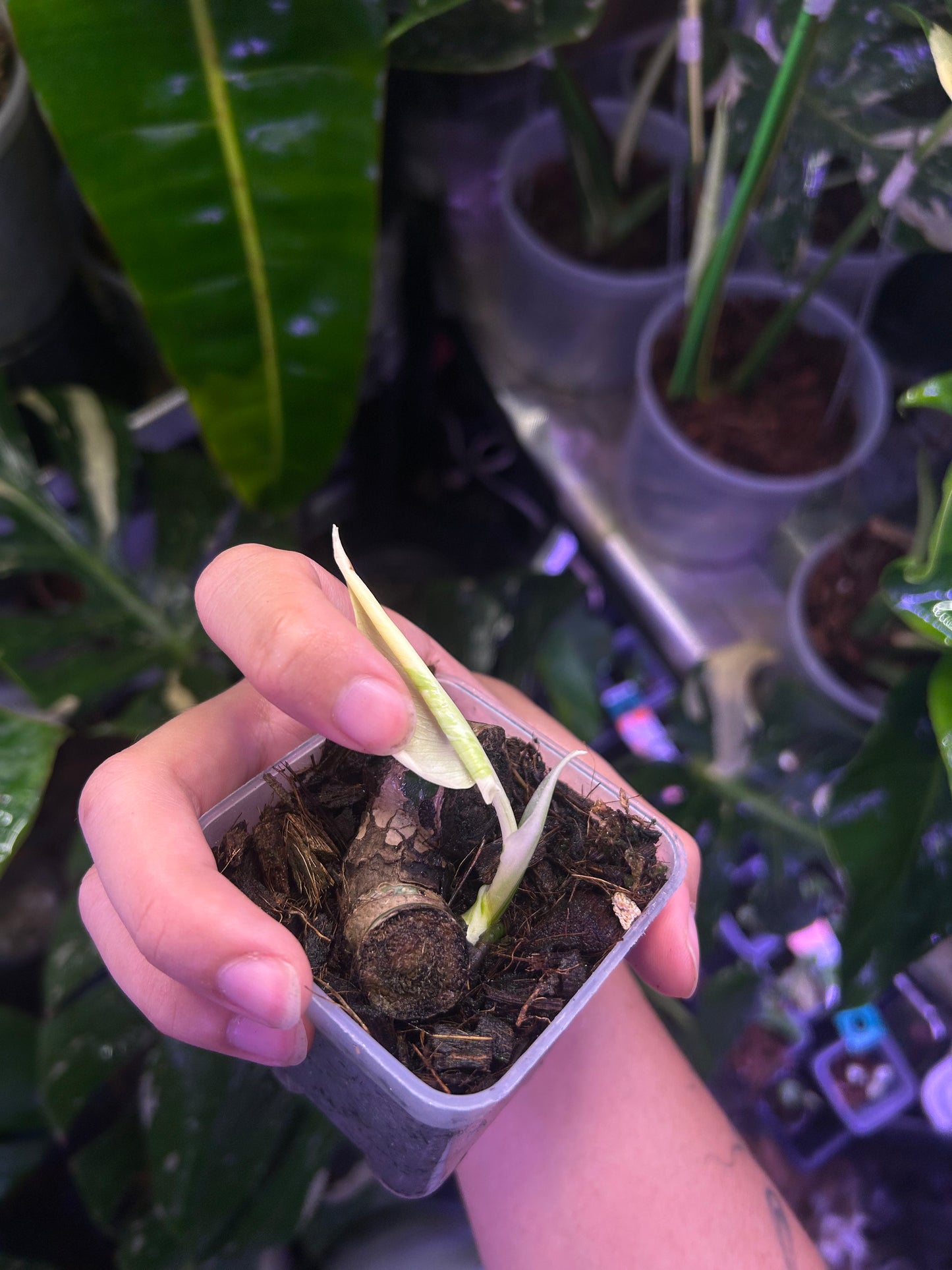 Monstera Deliciosa Albo (Large Form)