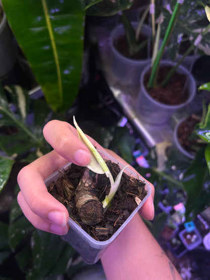 Monstera Deliciosa Albo (Large Form)