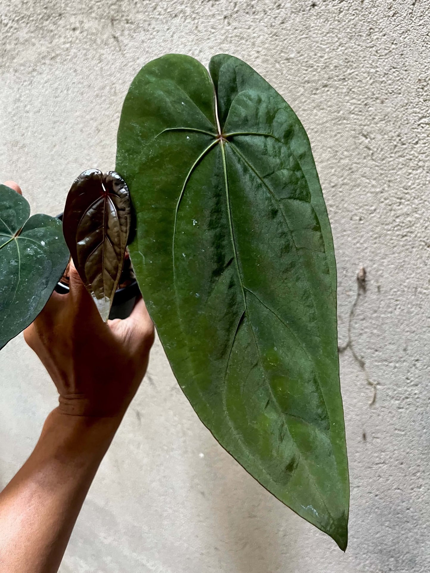 Anthurium AOS x Dressleri by Han Kirok