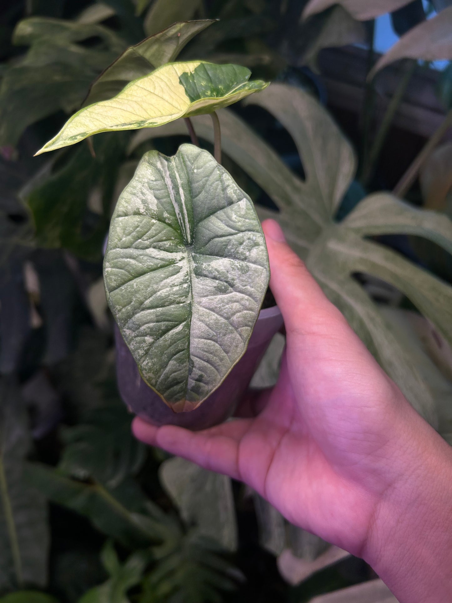 Alocasia Bisma Platinum Albo