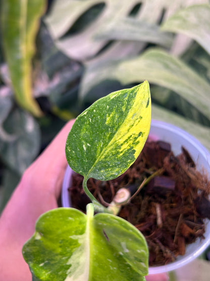 Monstera Miracle