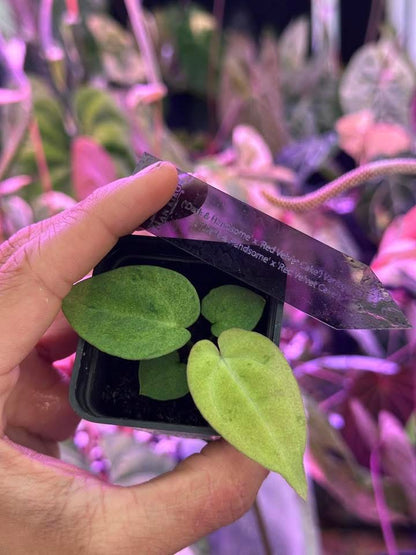 Anthurium ( DH x RVC) Var x ( DH x RVC) Variegated by Han Kirok