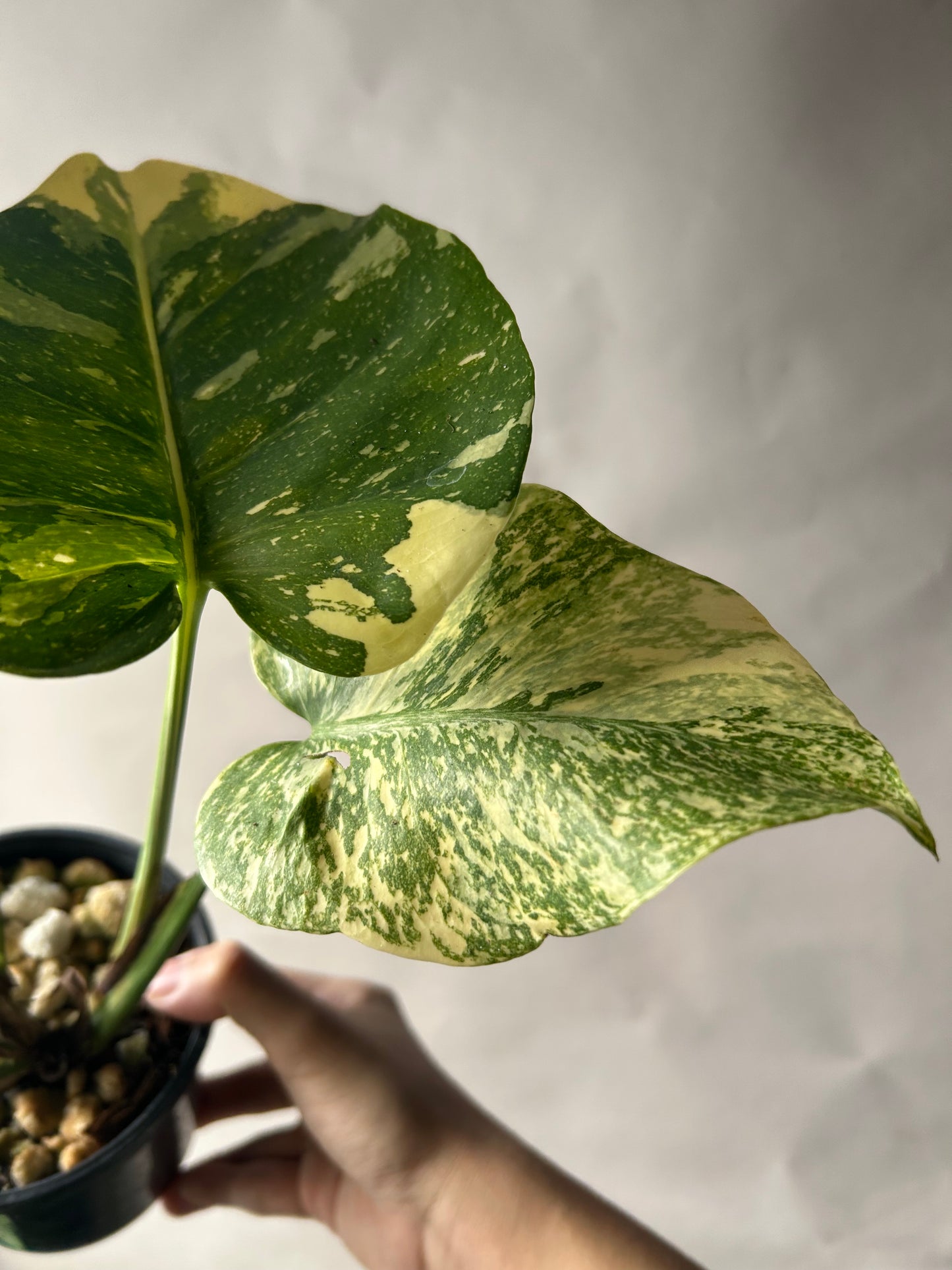 Monstera Starlight Reverted