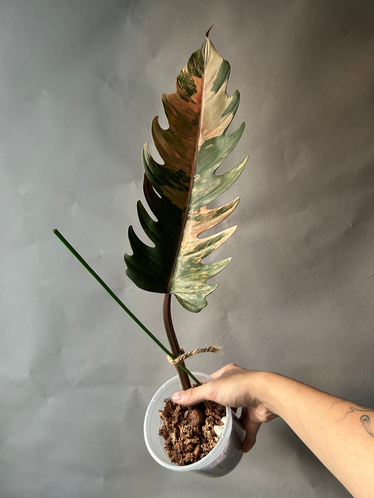 Philodendron Caramel Marble Cutting