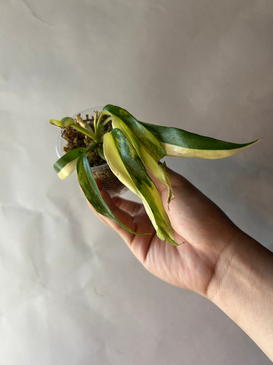 Philodendron Flobe x Tortum