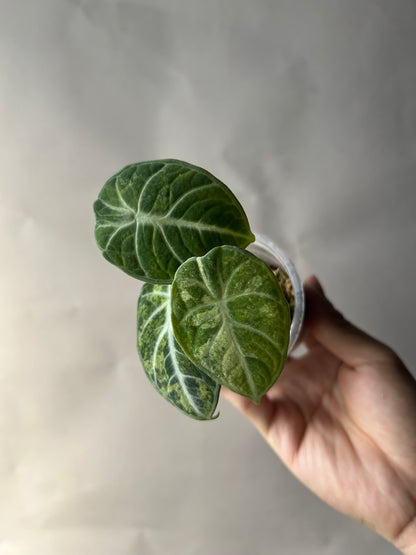 Alocasia Ninja Tricolor Splash