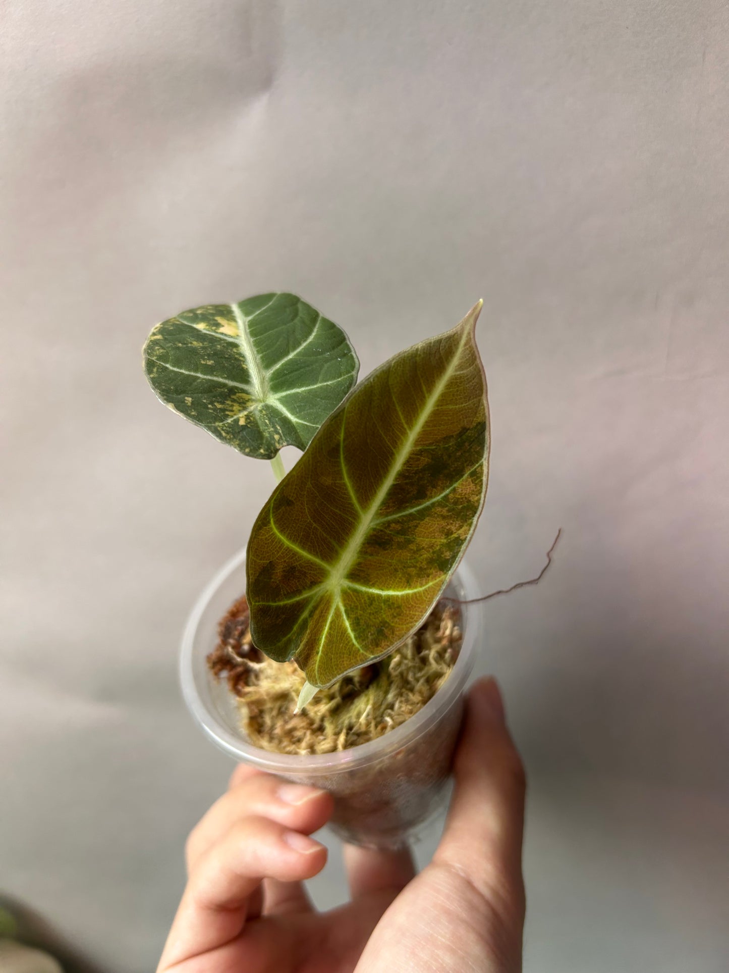 Alocasia Black Velvet Gold