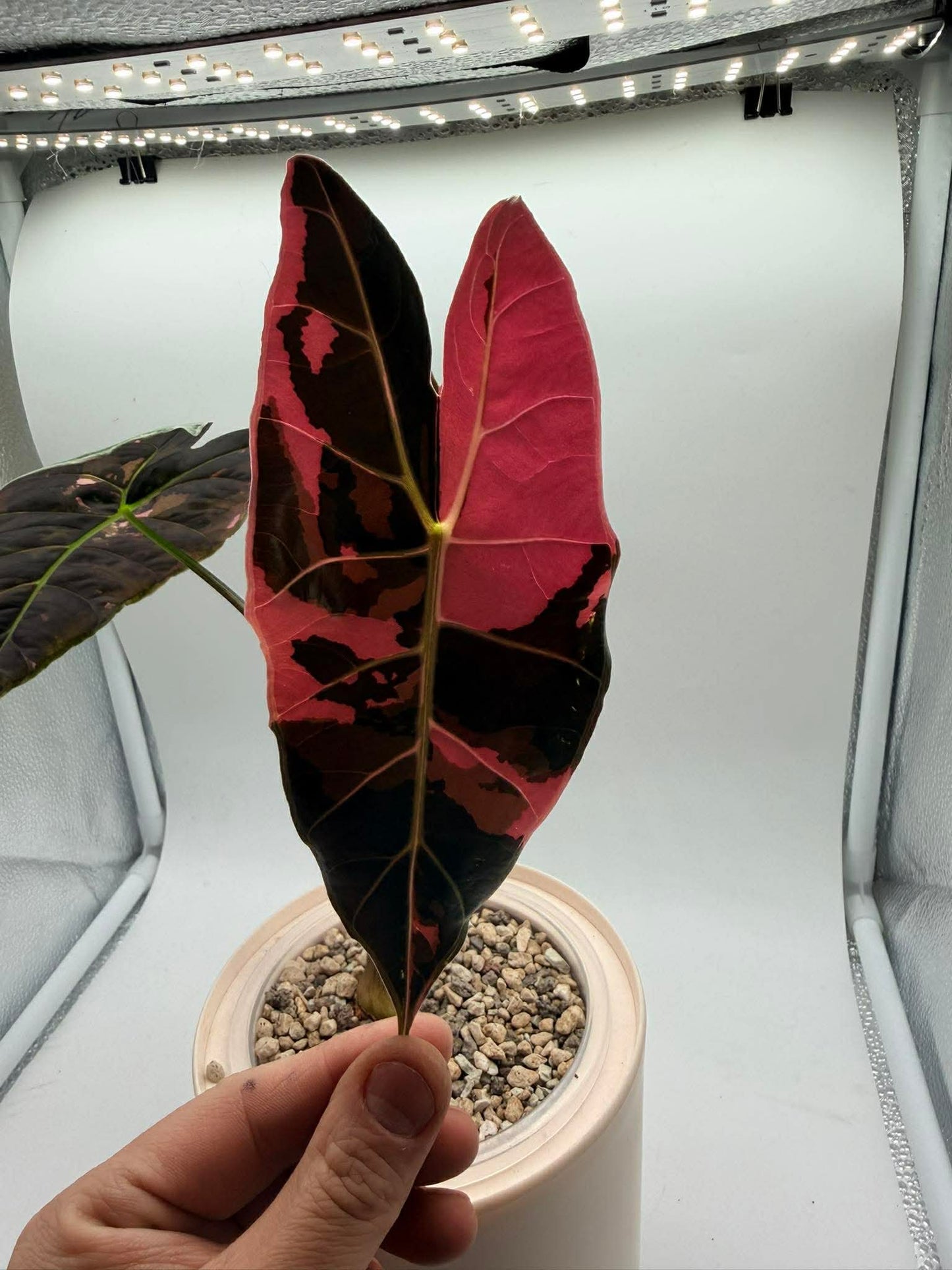 Alocasia Black Saturn Pink