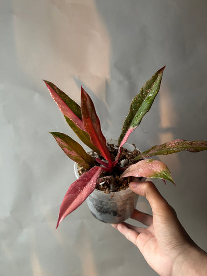 Philodendron Caramel Marble Variegated