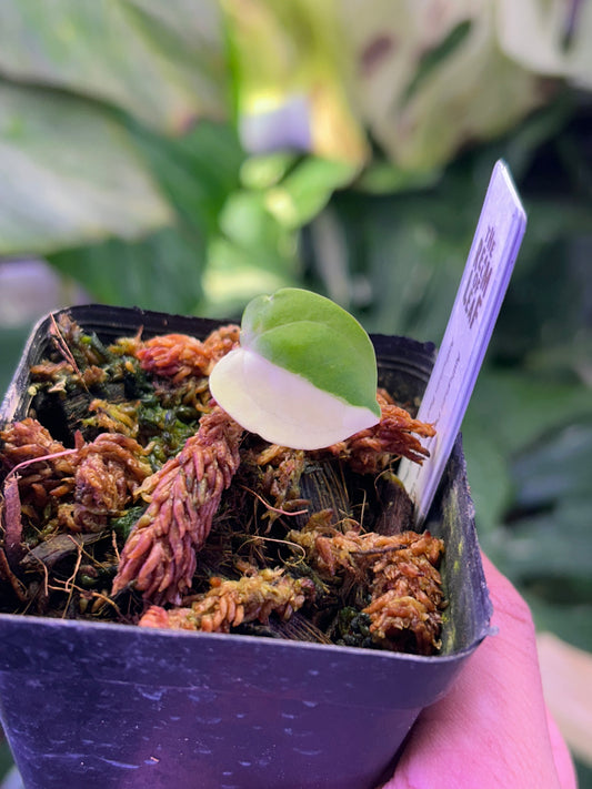 Variegated Anthurium Pap Var x RVDP by Han Kirok ( Clone )