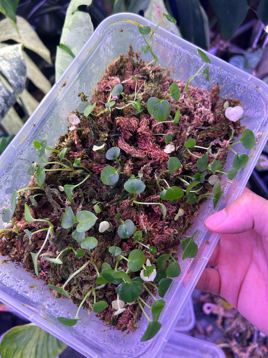 20 Seedlings - Mix and Match of 2 cross