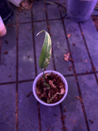 Monstera Burle Marx Flame Aurea Mid Cut