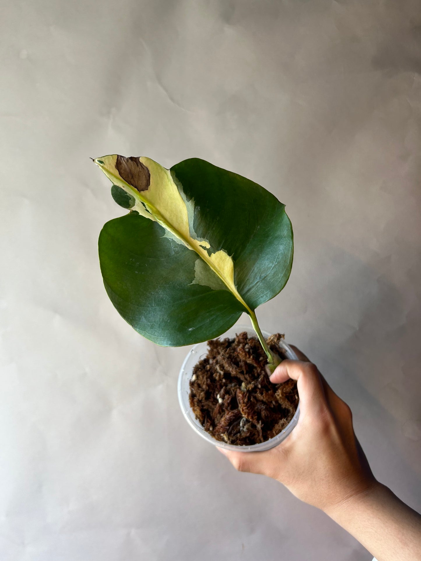 Monstera White Lava Cutting