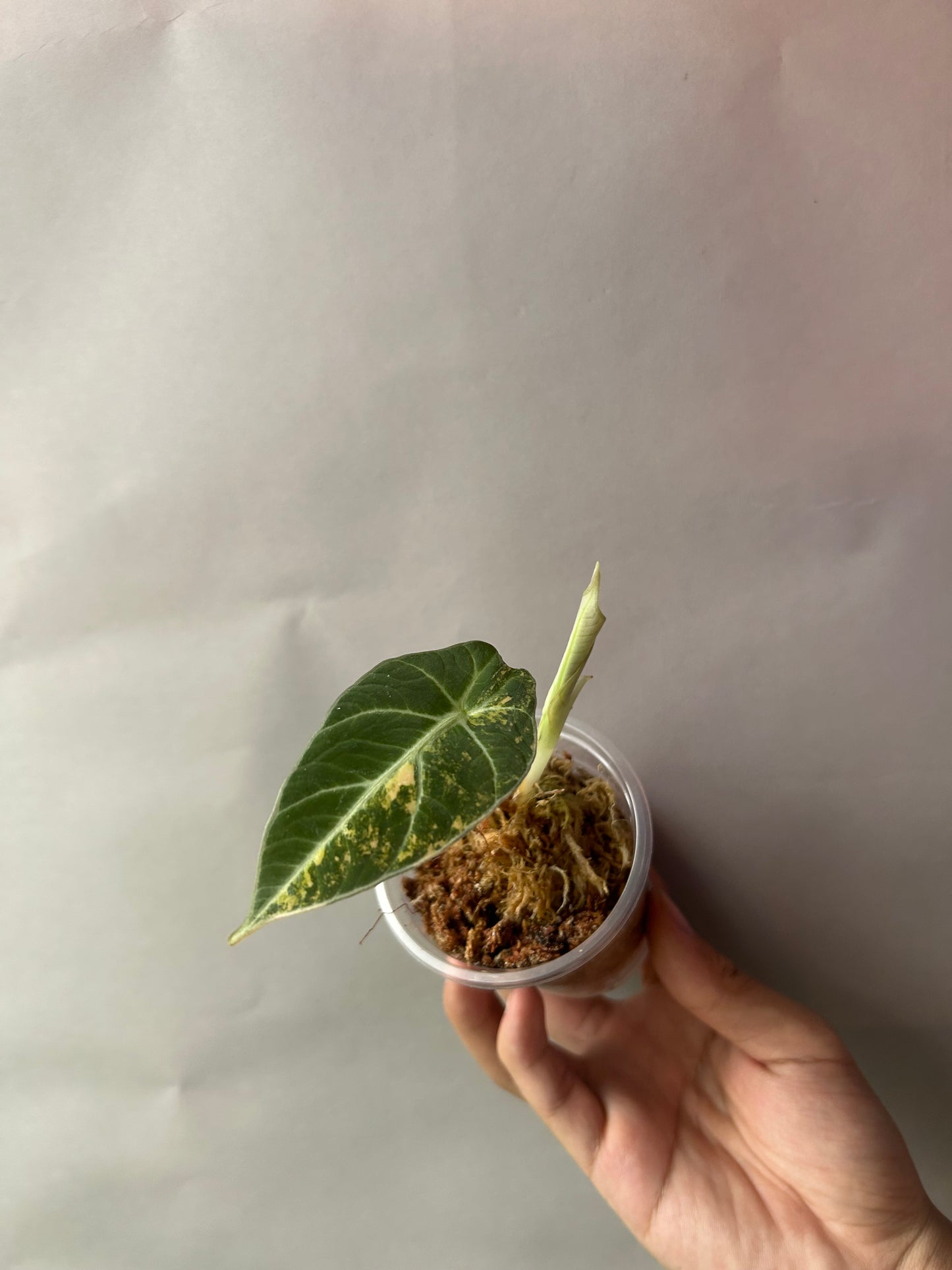 Alocasia Black Velvet Gold