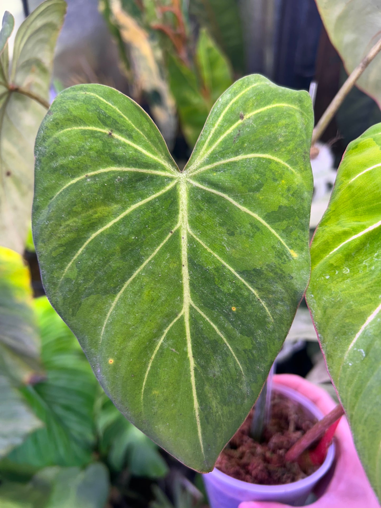 Philodendron Gloriosum Green in Green